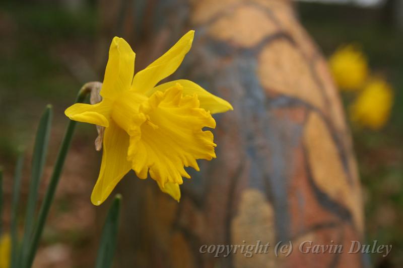 Daffodil, Cloudehill Gardens IMG_6519.JPG